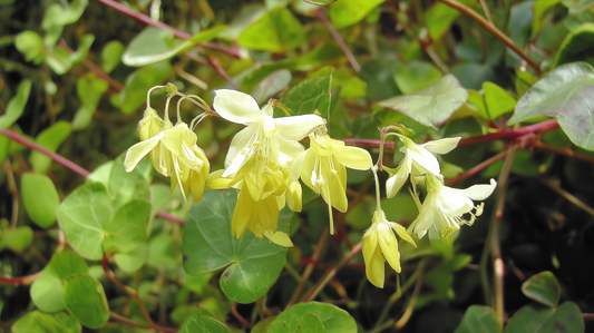 Epimedium in warm golden sunlight